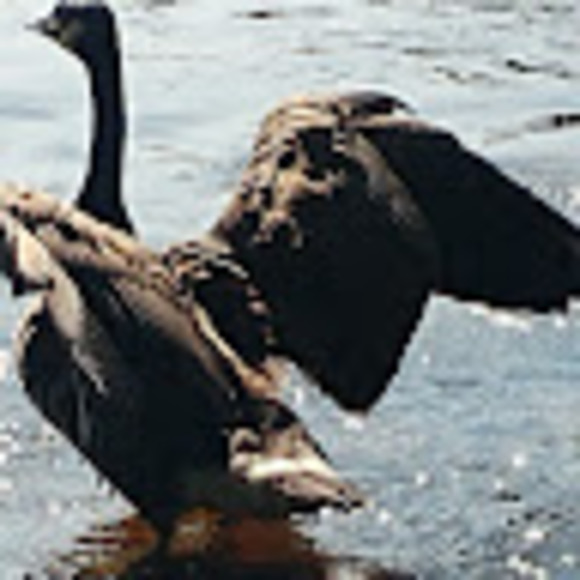 Meet your Posher, Madibo - Picture 1 of 1